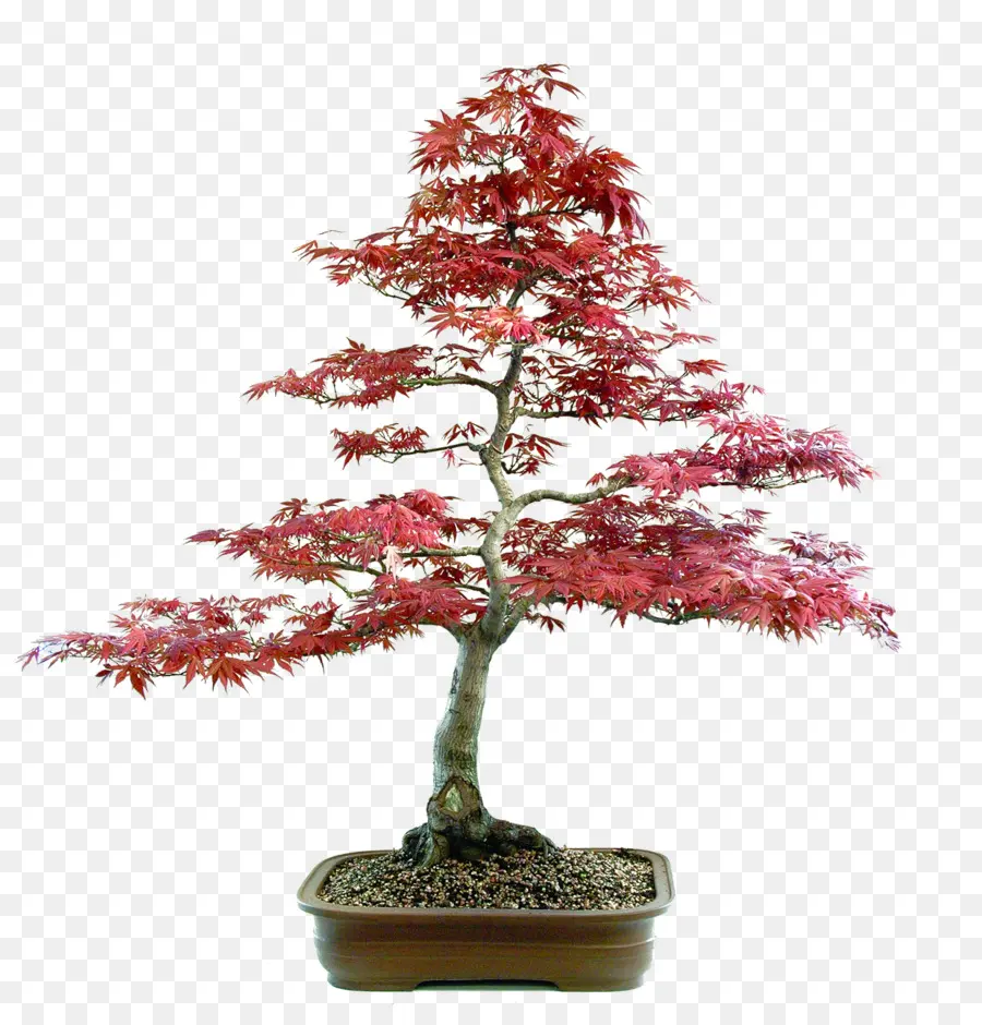 Bonsai Ağacı，Ağaç PNG