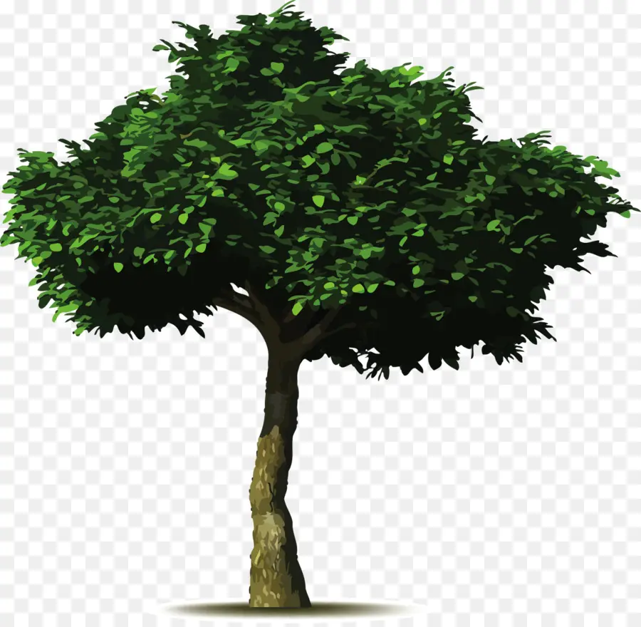 Ortak Incir，Ağaç PNG