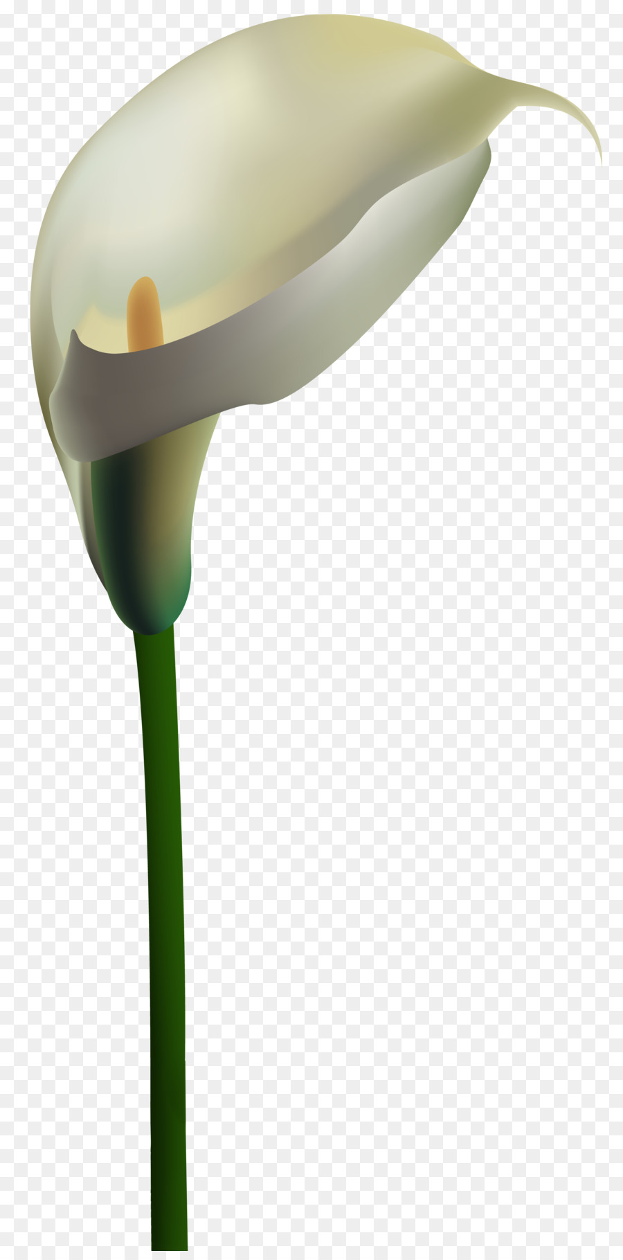 Calla Lily，Bitki PNG