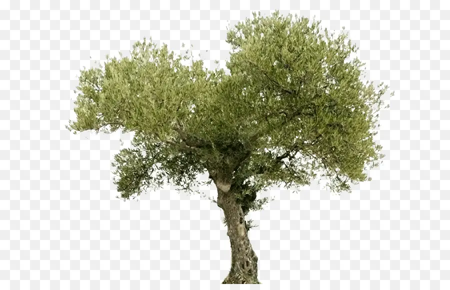 Ağaç，Zeytin PNG