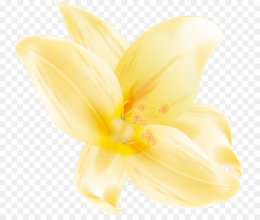 çiçek，Zambak PNG