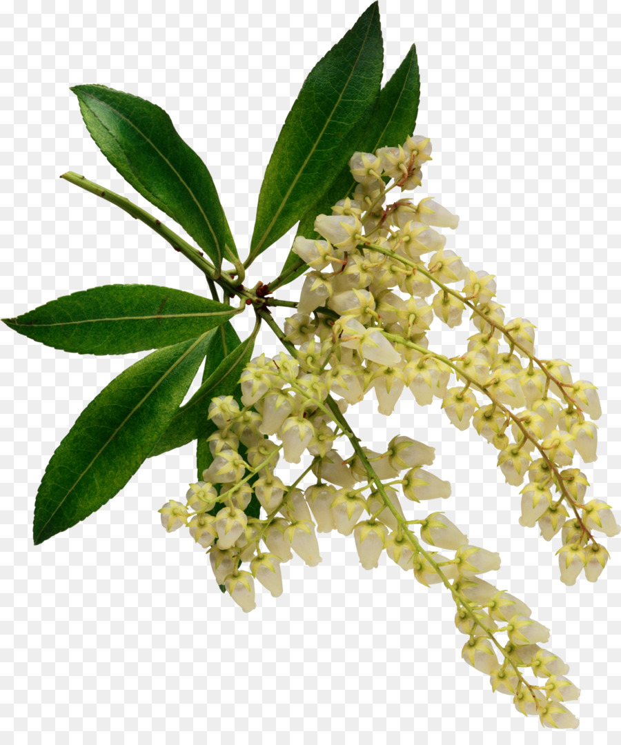 Aromaterapi Veya Kullanımı Tedavi Das Ervas，çiçek PNG