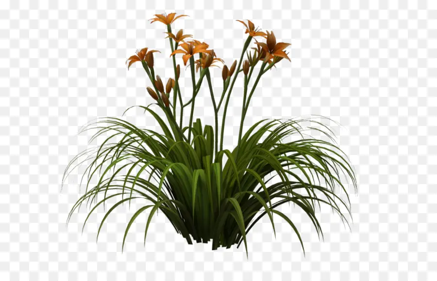 Paskalya Lily，çiçek PNG