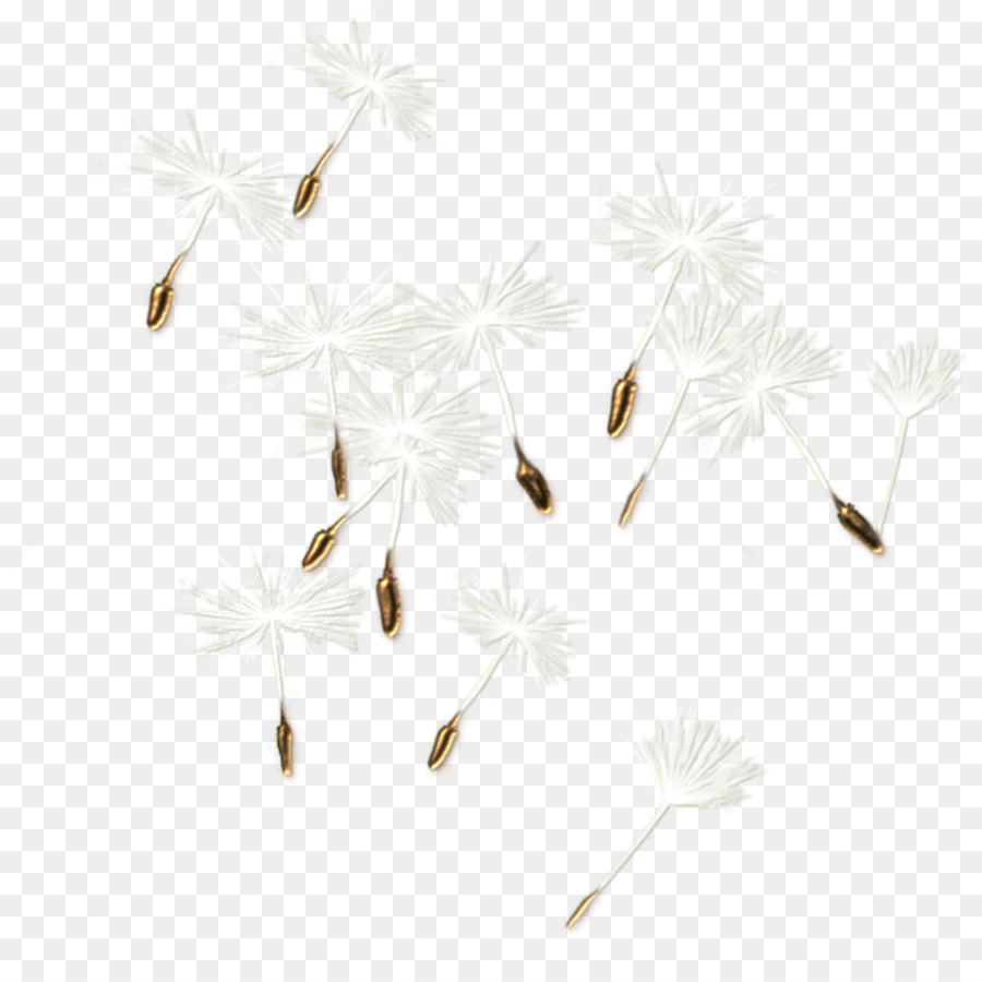 Böcek，Beyaz PNG