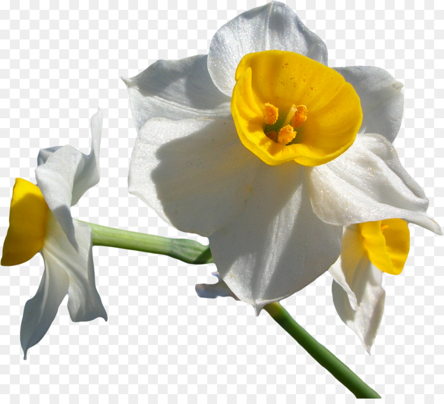 Narcissus Tazetta，Narcissus Jonquilla PNG