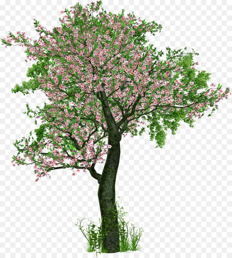 Ağaç，Yaprak Döken PNG
