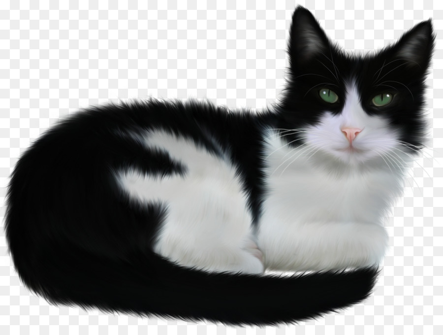 Yavru Kedi，Kedi PNG