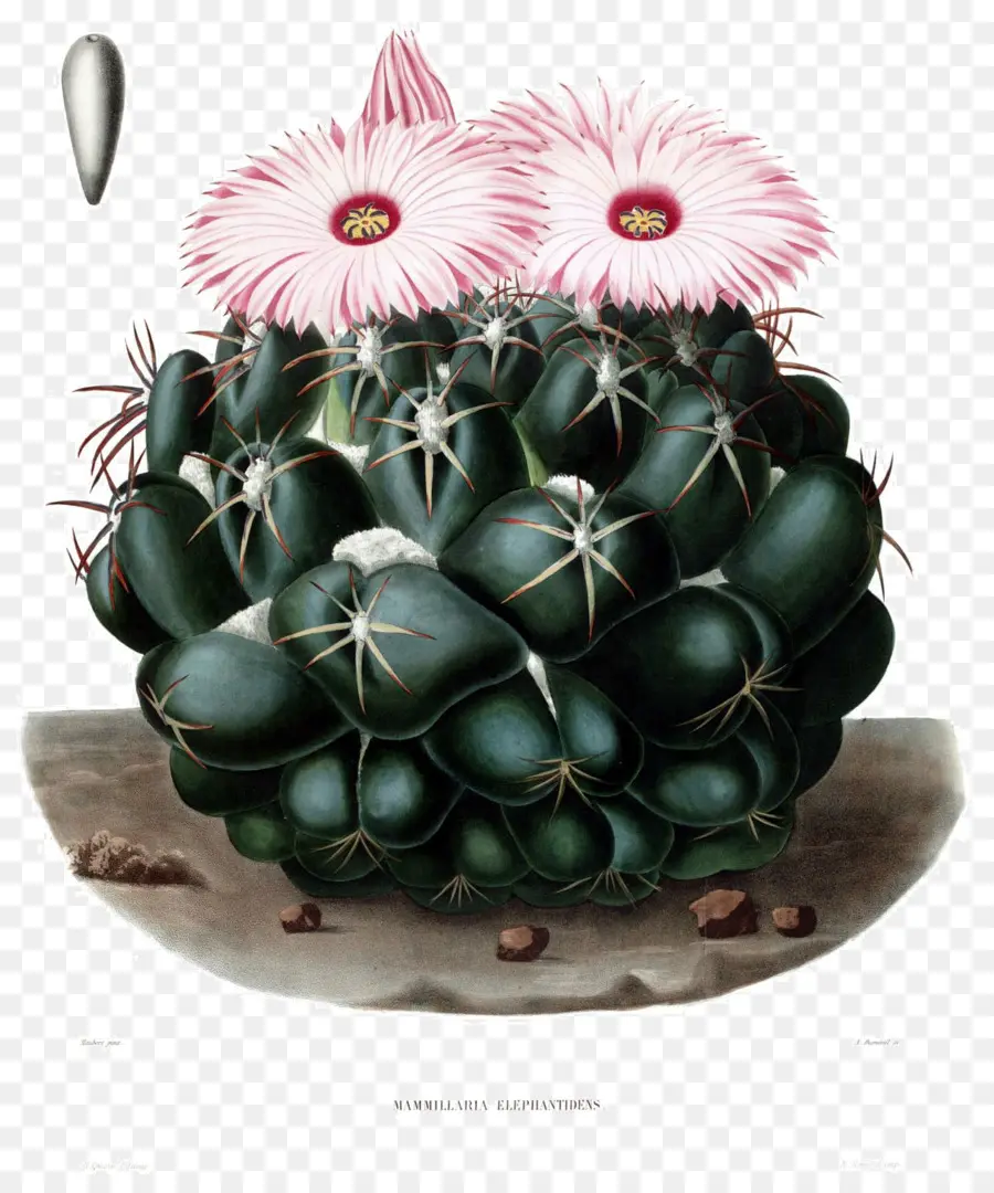 çöl Botanik Bahçesi，Coryphantha Elephantidens PNG