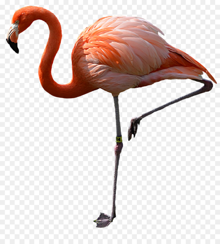 Pembe Flamingo，Hayvan PNG