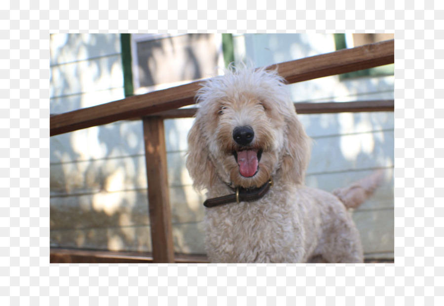 Goldendoodle，Kaniş PNG