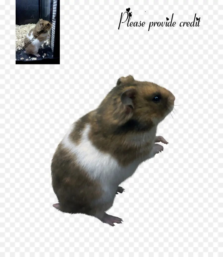 Hamster，Kemirgen PNG