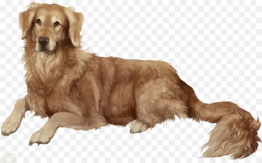 Golden Retriever，Köpek PNG