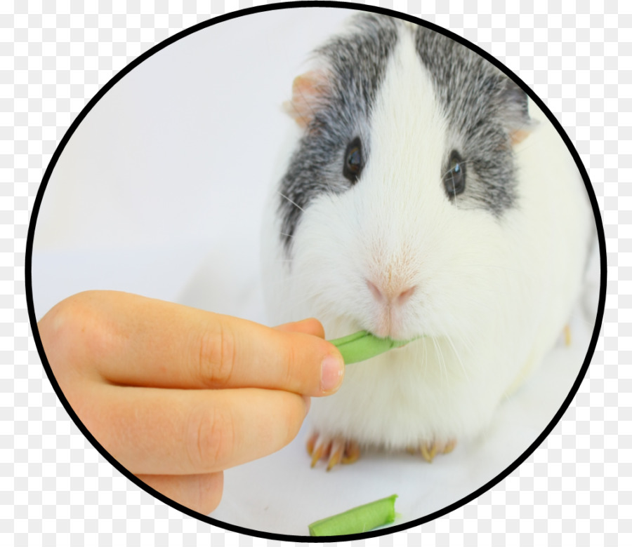 Kemirgen，Hamster PNG