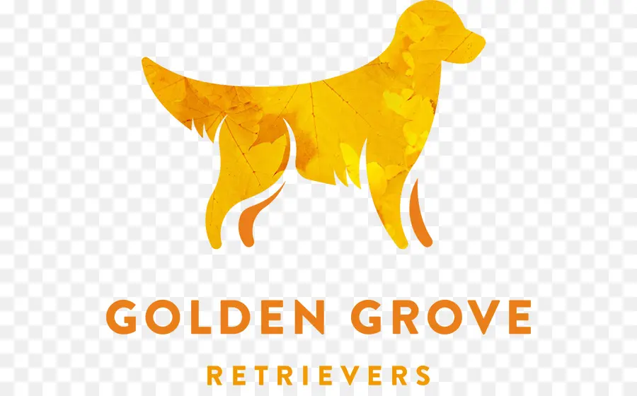 Golden Retriever，Köpek PNG