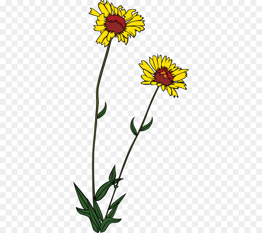 Kır çiçeği，çiçek PNG