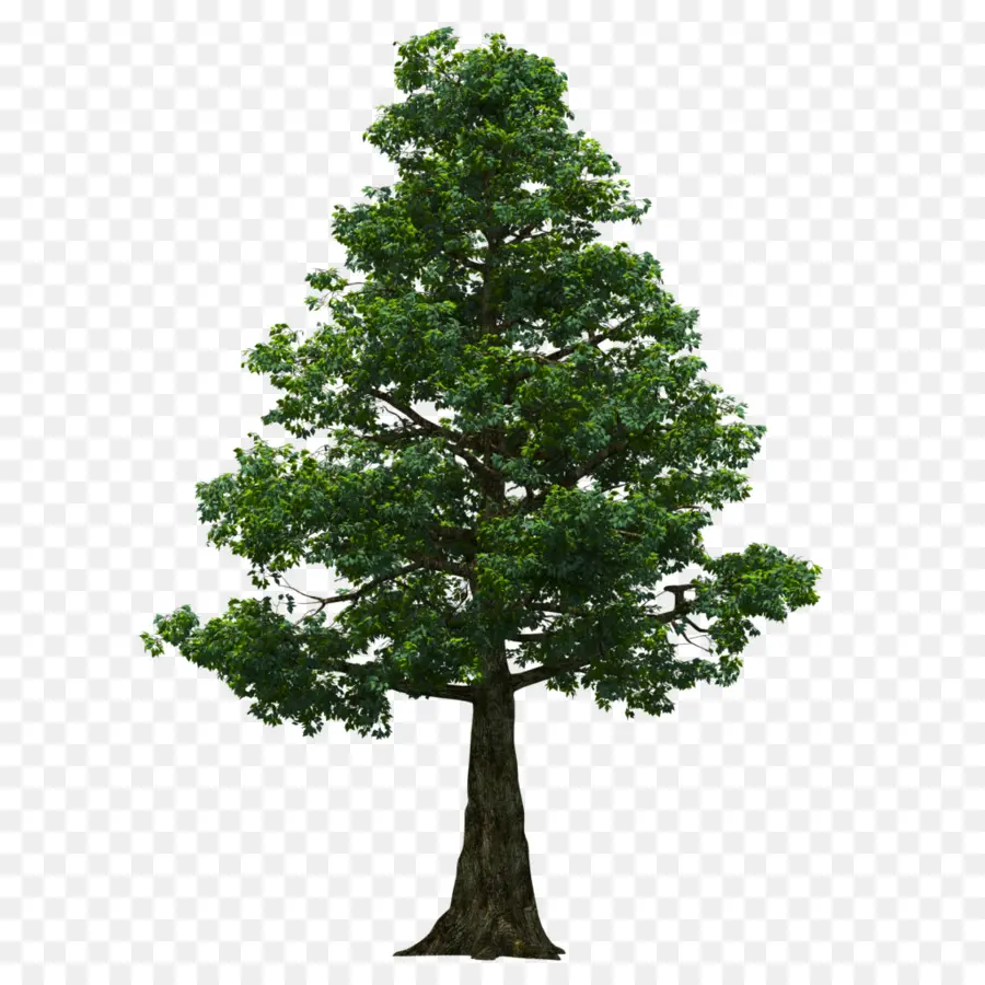 Ağaç，Photoscape PNG