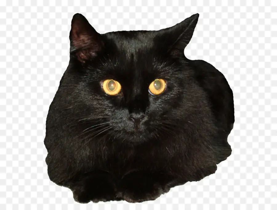 Kara Kedi，Gözler PNG