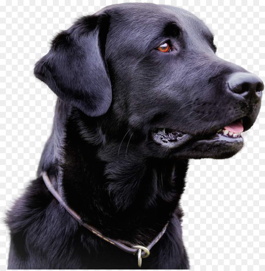 Labrador Retriever，Bulaşıcı Köpek Hepatit PNG