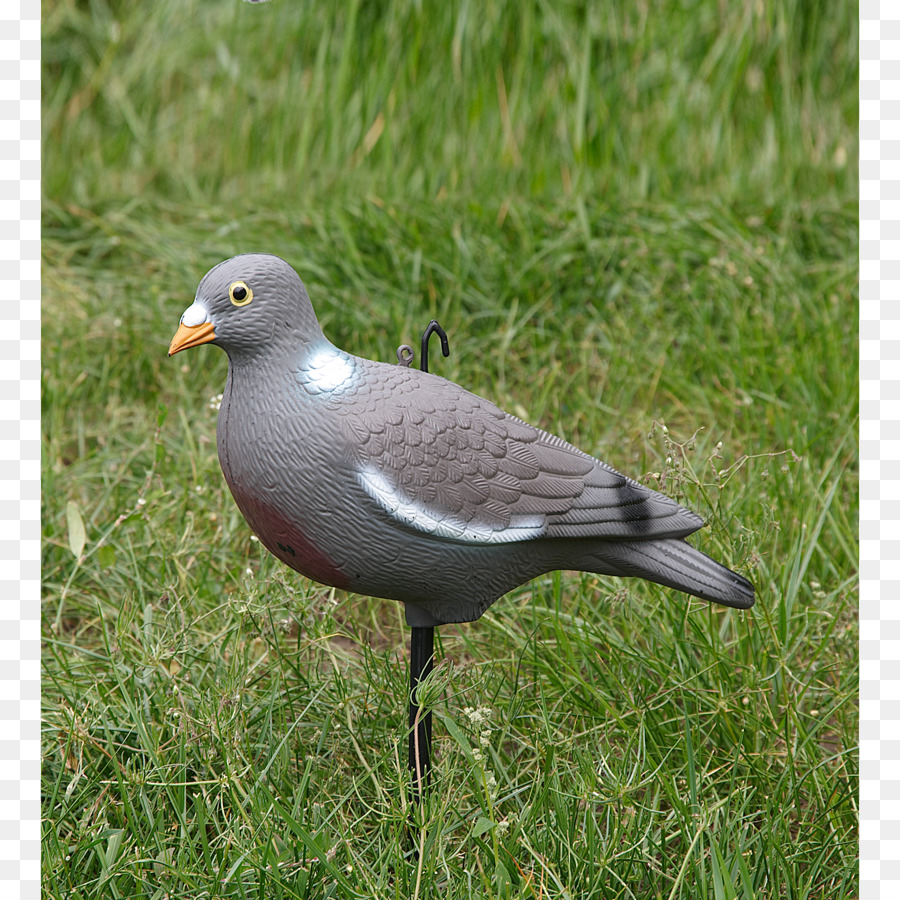 Columbidae，Ortak Tahtalı PNG