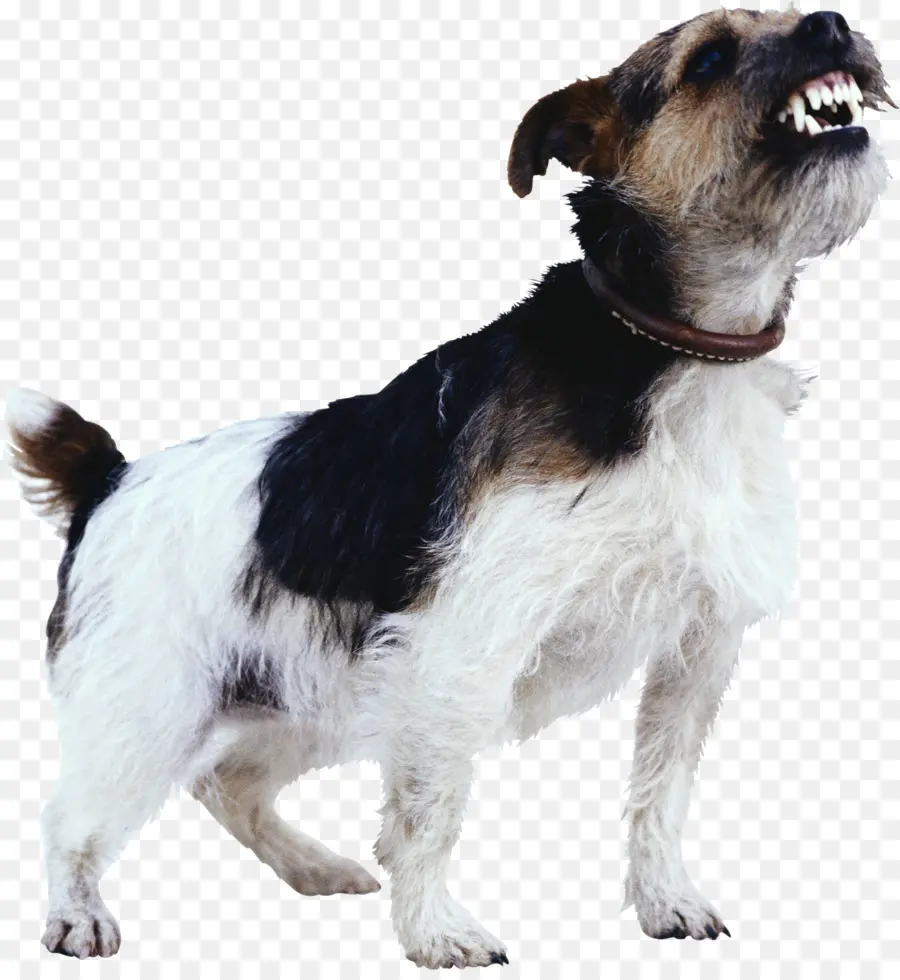 Kızgın Köpek，Evcil Hayvan PNG