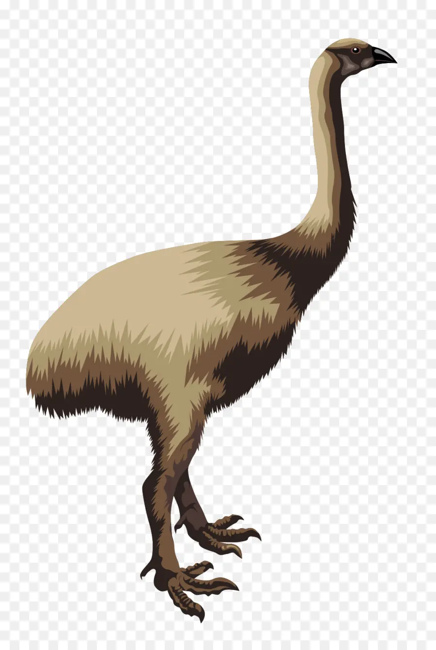 Emu，Tüyler PNG