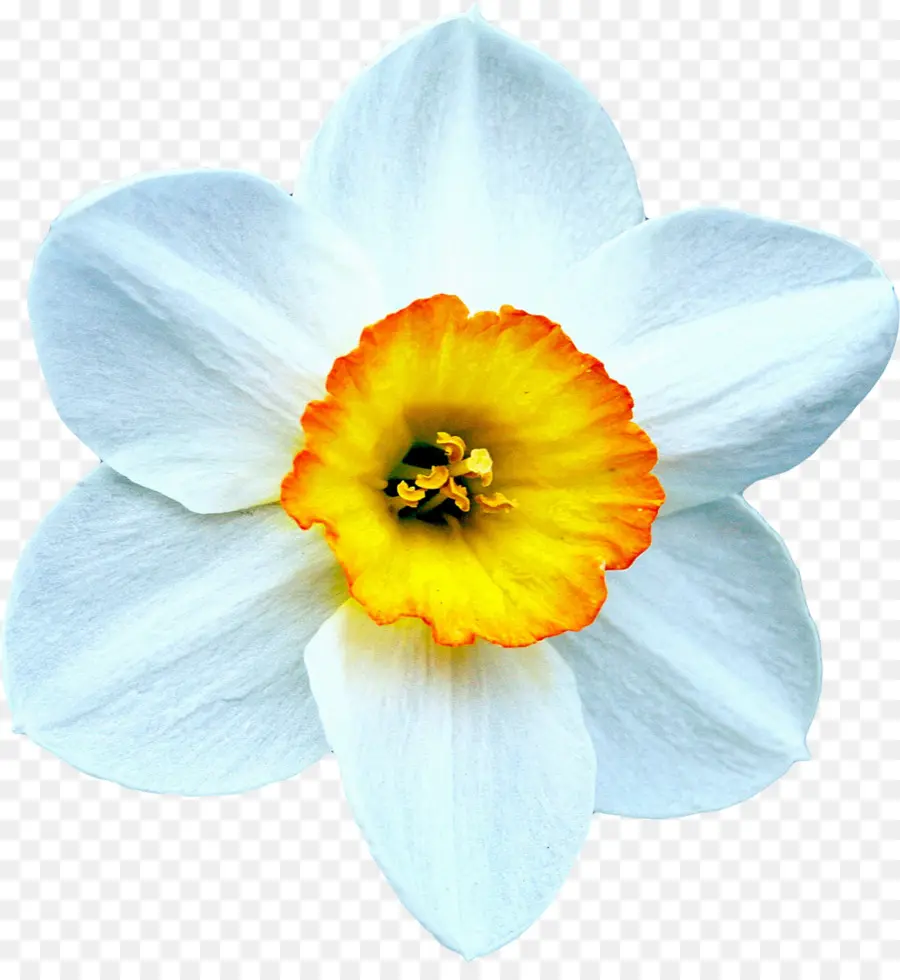 Nergis，çiçek PNG