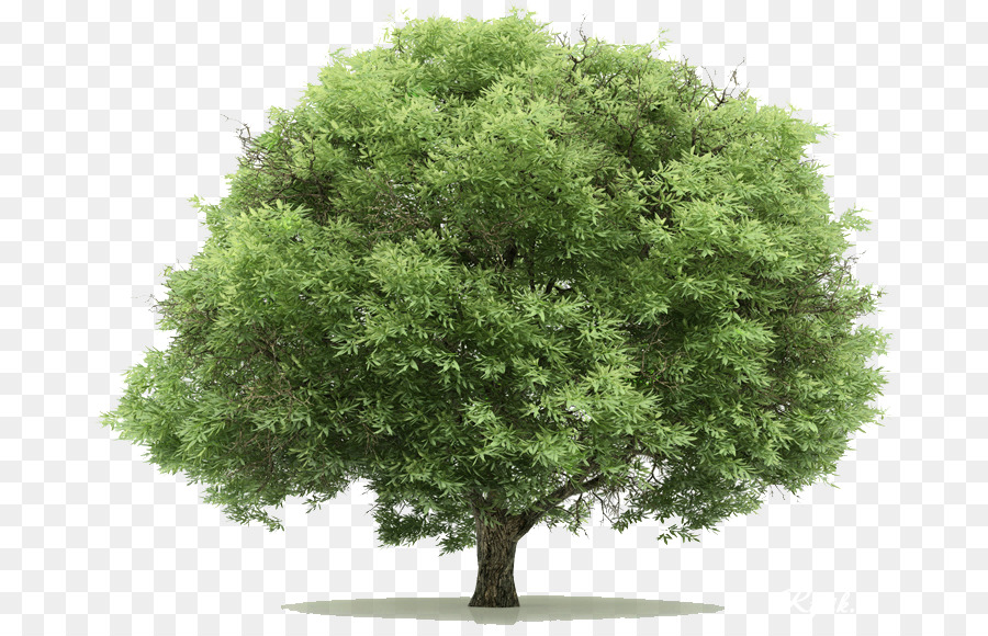 Ağaç，Dijital Veri PNG