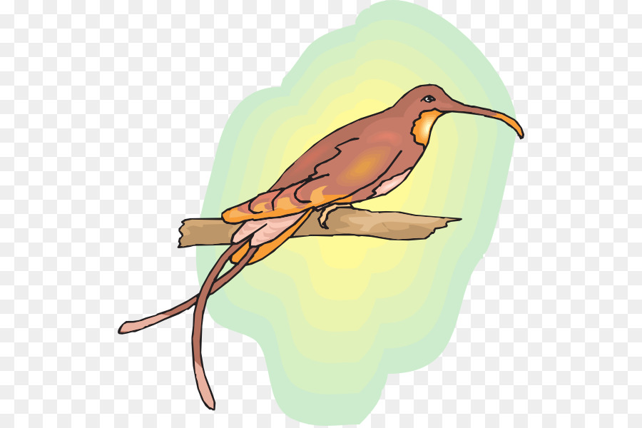 Kuş，Çizim PNG
