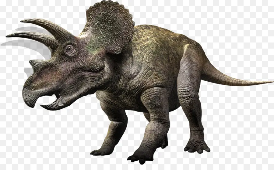 Torosaurus，Triceratops PNG