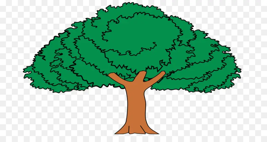Ağaç，Enterolobium Cyclocarpum PNG