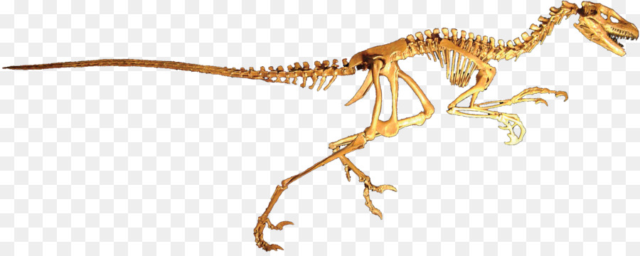 Dromaeosaurus，Dinozor PNG