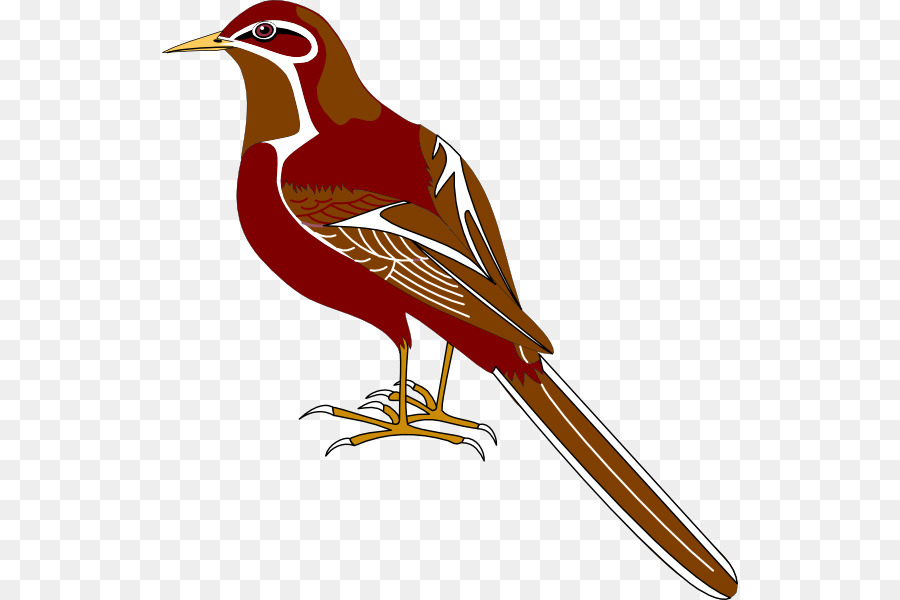 Kuş，Martı PNG