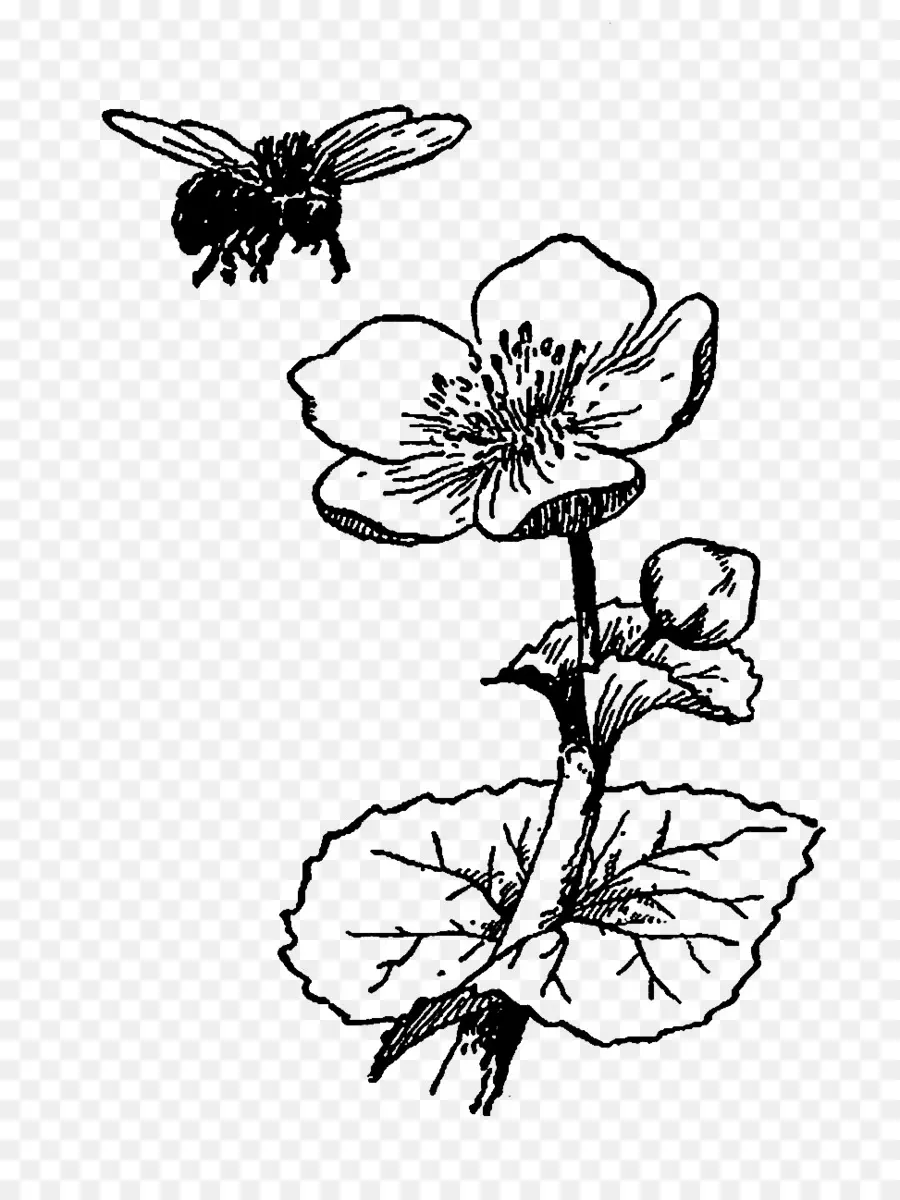 Arı，çiçek PNG