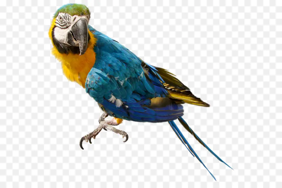 Papağan，Kuş PNG