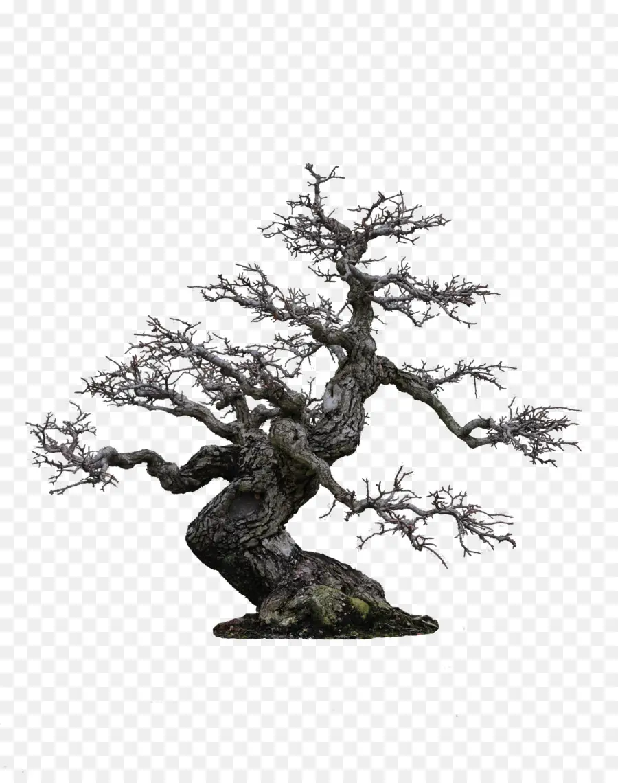 Bonsai Ağacı，Ağaç PNG