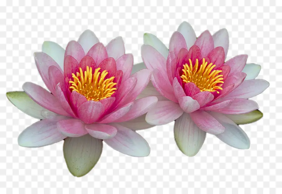 Fotoğraf，Paskalya Lily PNG