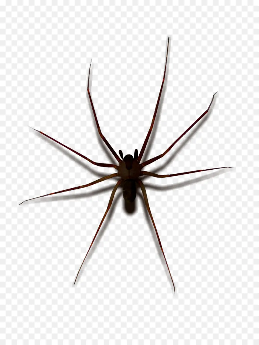 Dul örümcekler，Dördüncü Mali G1800ejmvunr Yn PNG