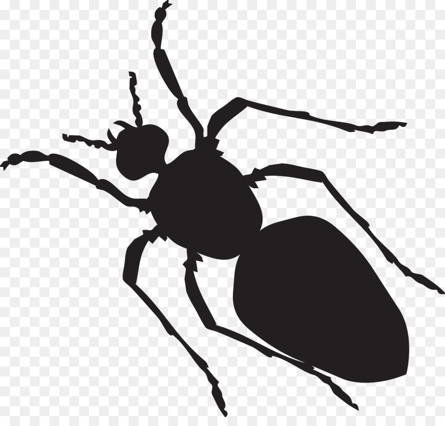 Karınca，Siyah Bahçe Karınca PNG