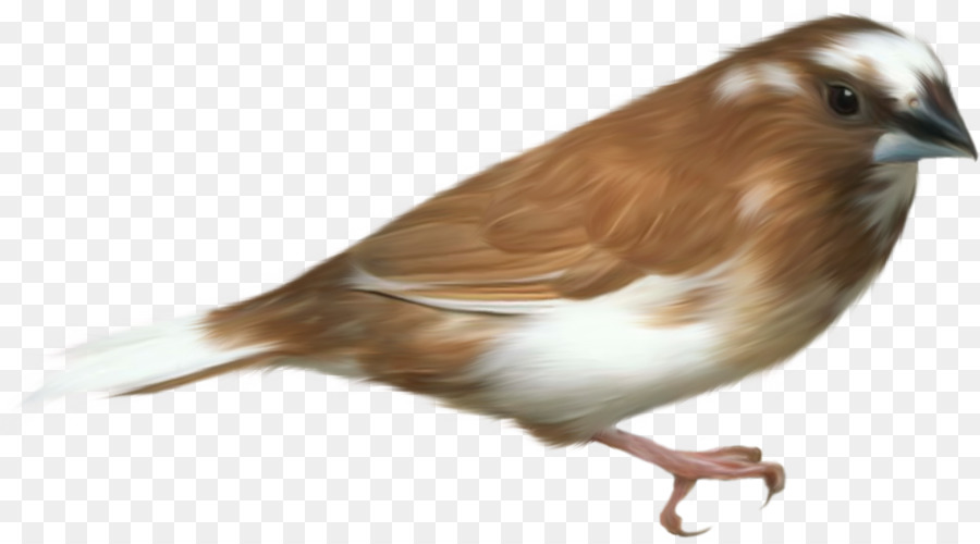 Kuş，Serçe PNG