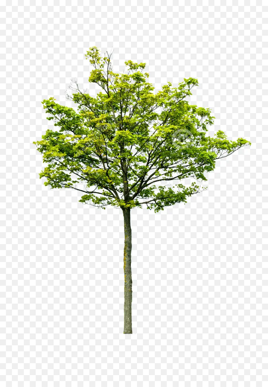 Ağaç，Royaltyfree PNG