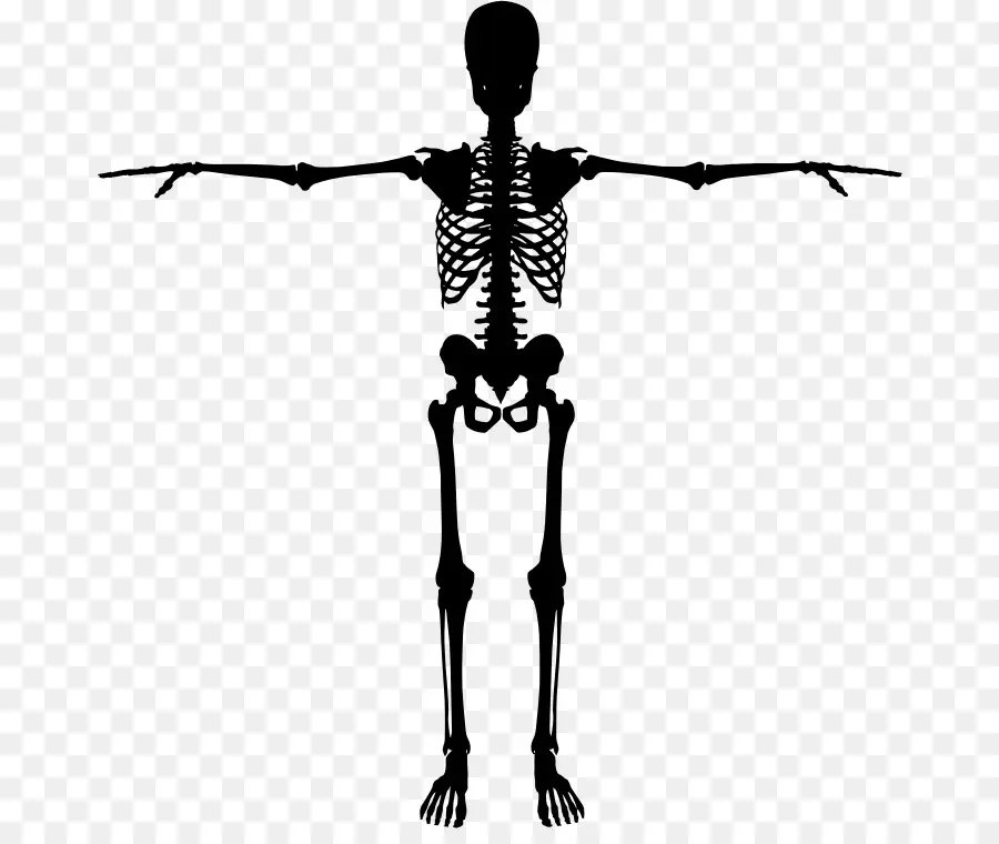 Insan Iskeleti，Kemik PNG