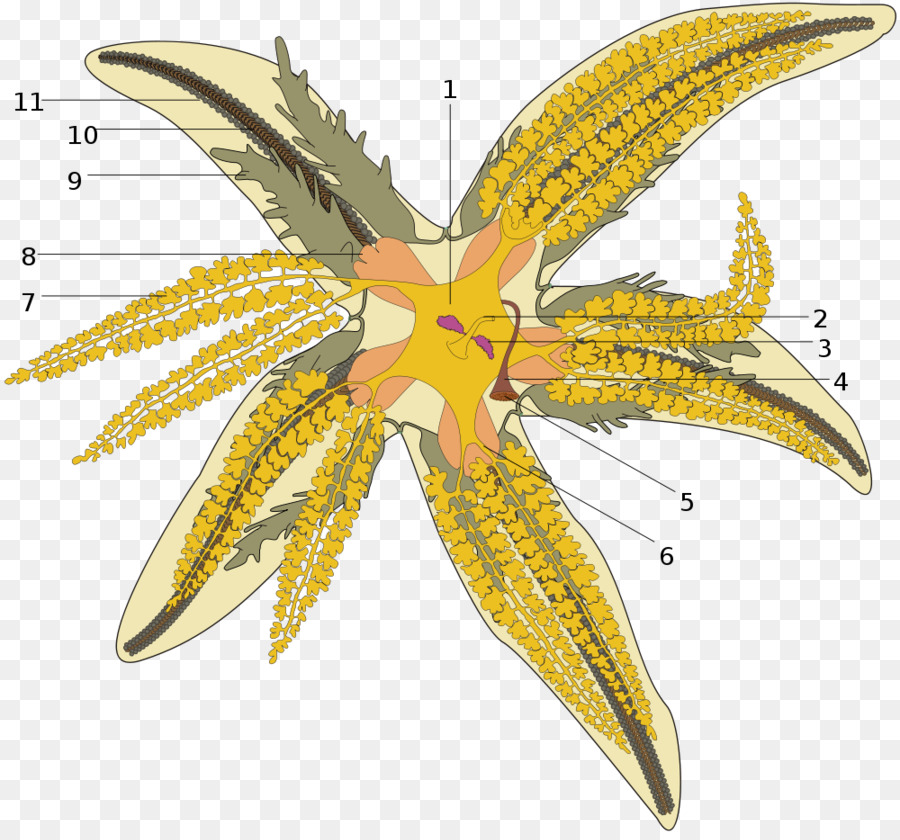 Ortak Denizyıldızı，Echinoderm PNG