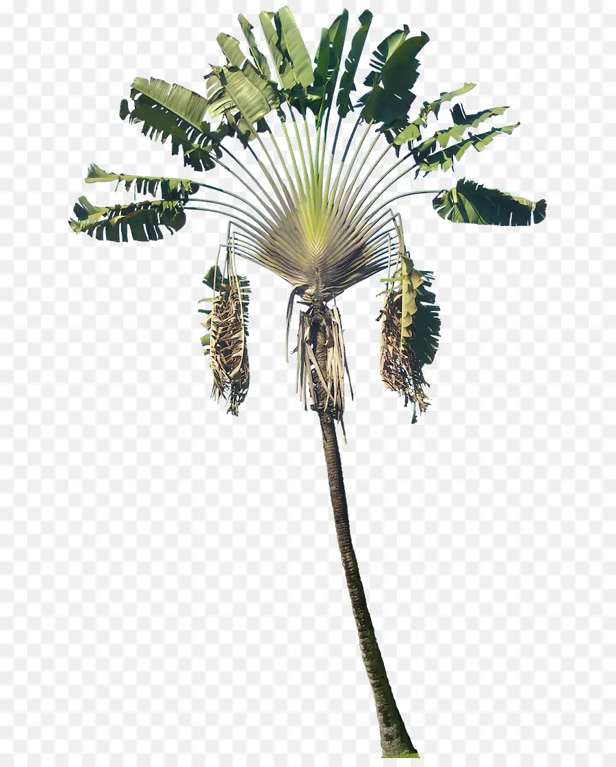 Aracaceae，Bitki PNG