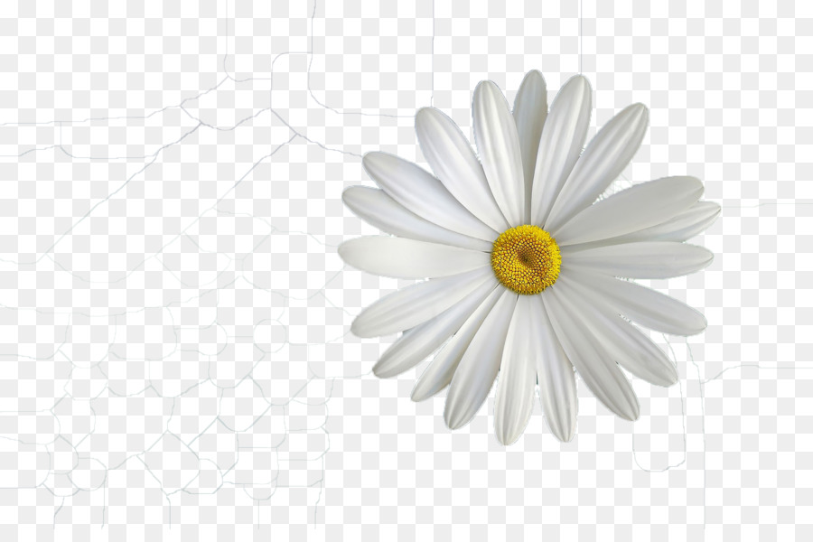 Dalya，çiçek PNG