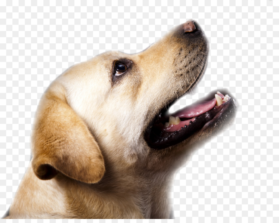 Köpek，Evcil Hayvan PNG