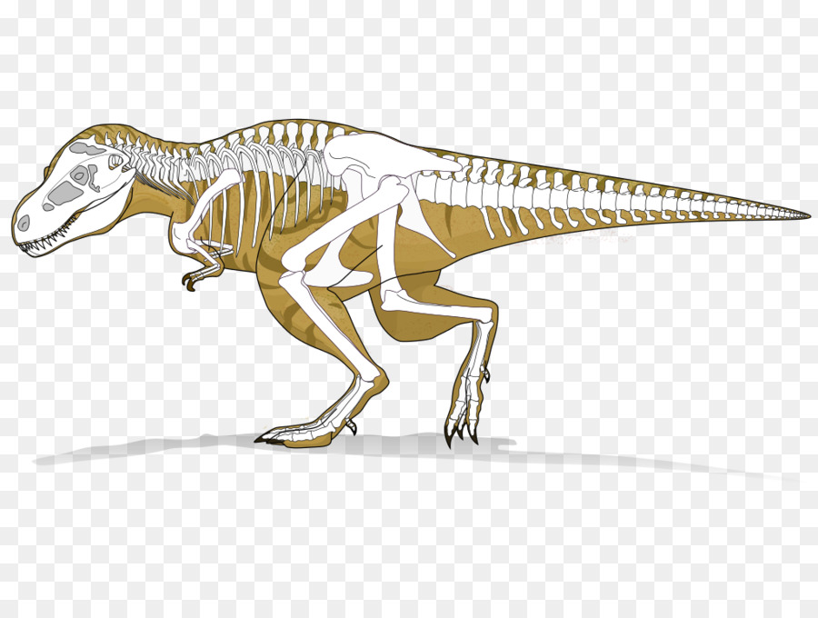 Dinozor İskeleti，Fosil PNG