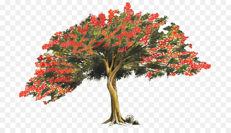 Ağaç，Kraliyet Poinciana PNG