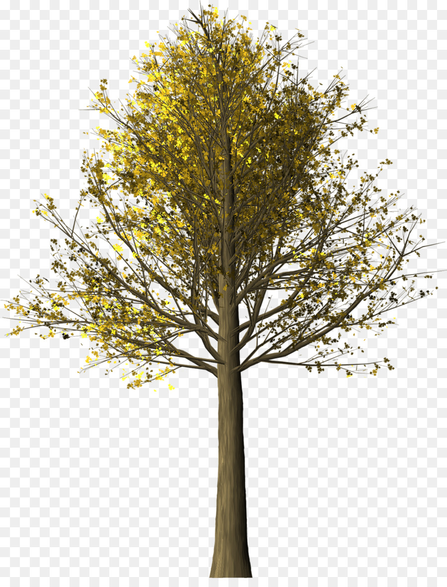 Ağaç，Sonbahar Yaprak Rengi PNG