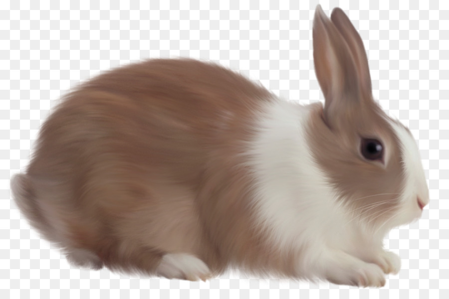 Melek Tavşan，Tavşan PNG