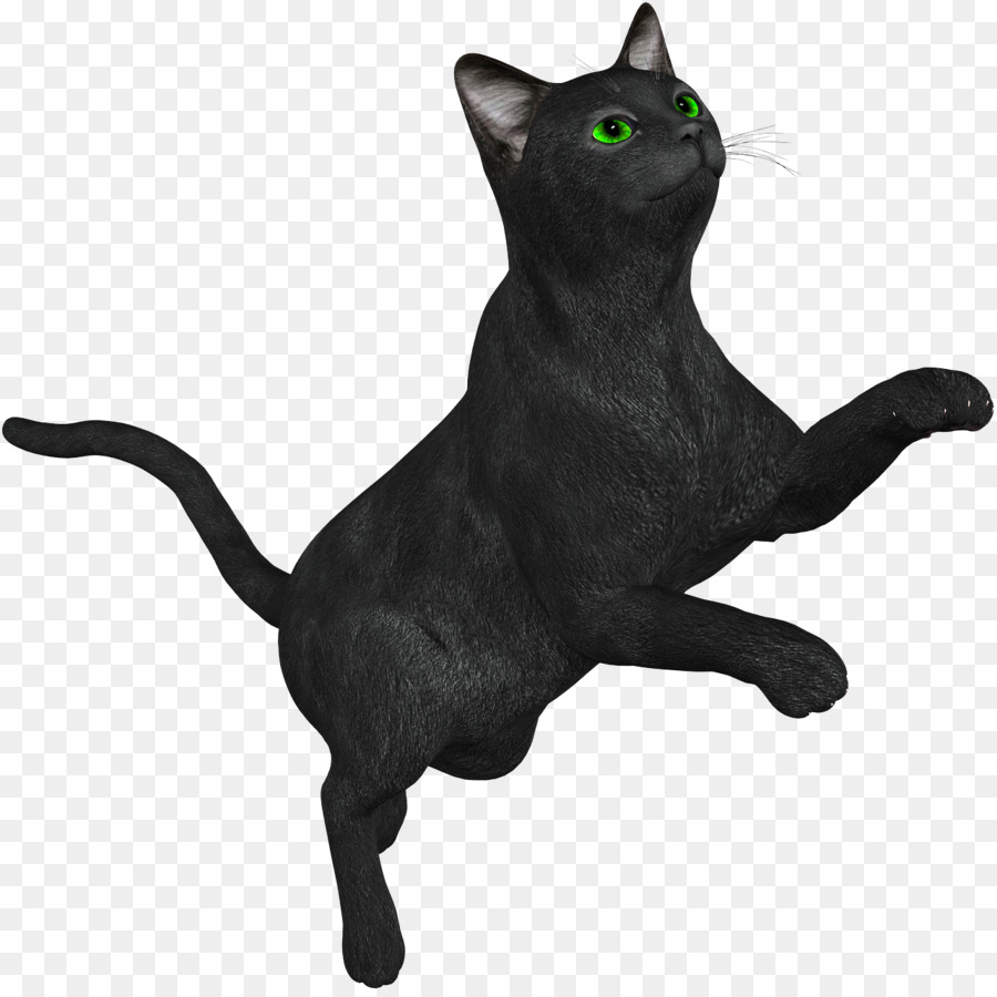 Bombay Kedi，Kun PNG